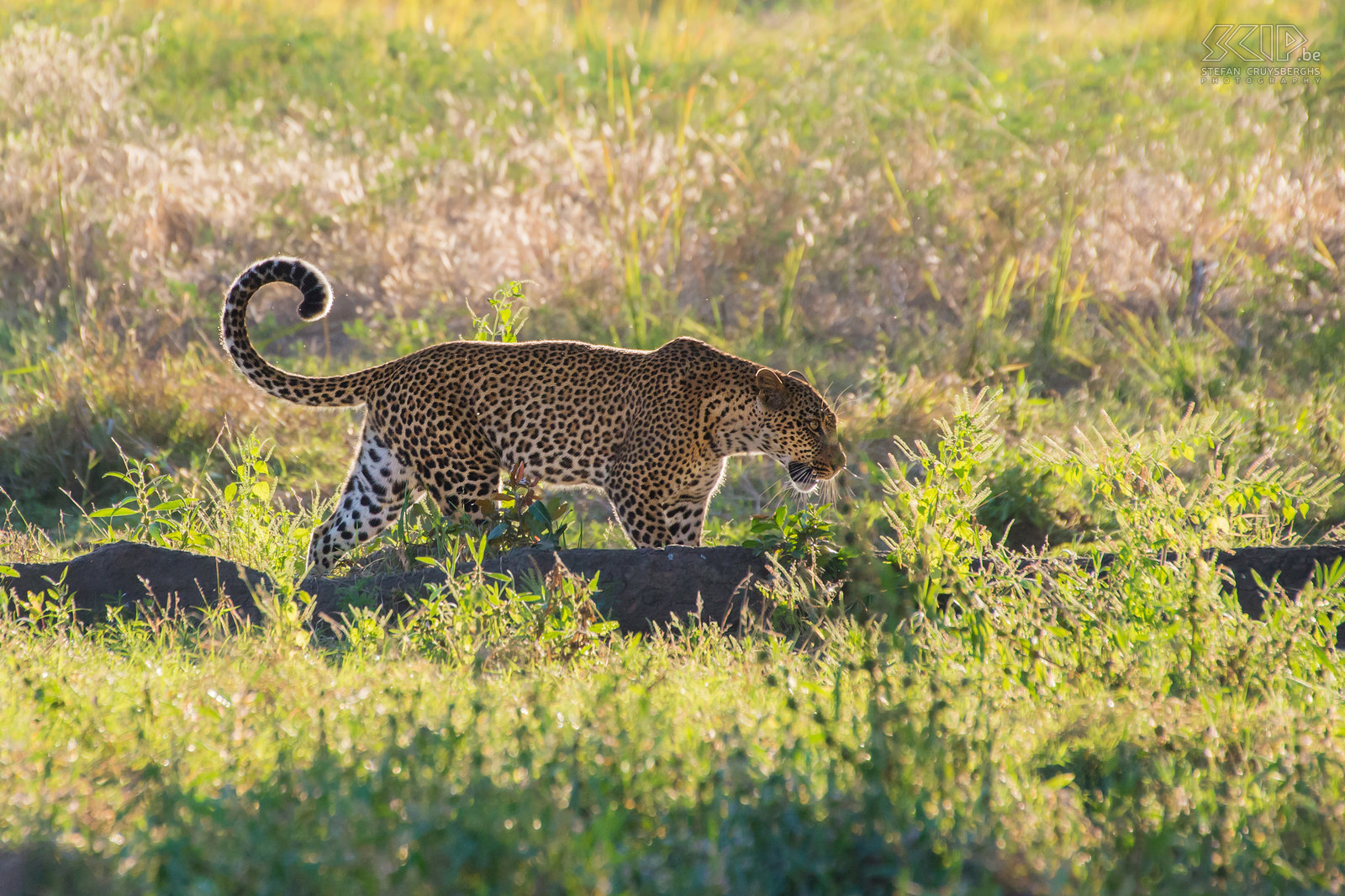 South Luangwa - Luipaard (Leopard, Panthera pardus) Stefan Cruysberghs